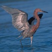 Reddish Egret